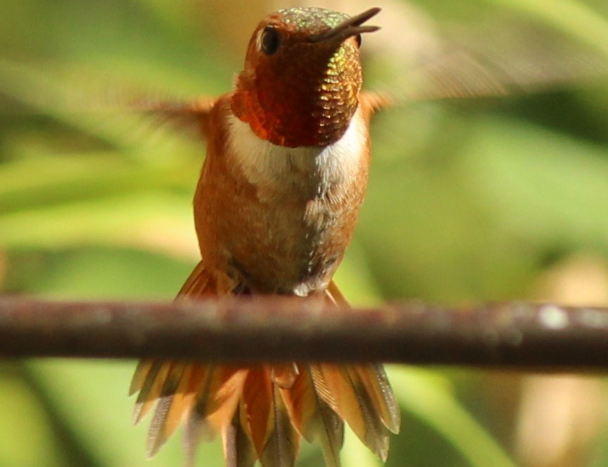 Rufous Hummingbird - ML169767911