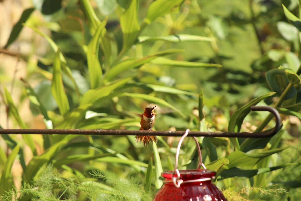 Rufous Hummingbird - ML169768151