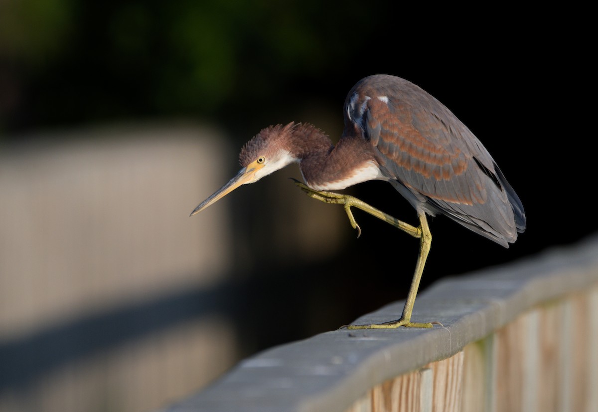 Tricolored Heron - Kelsey Wellons