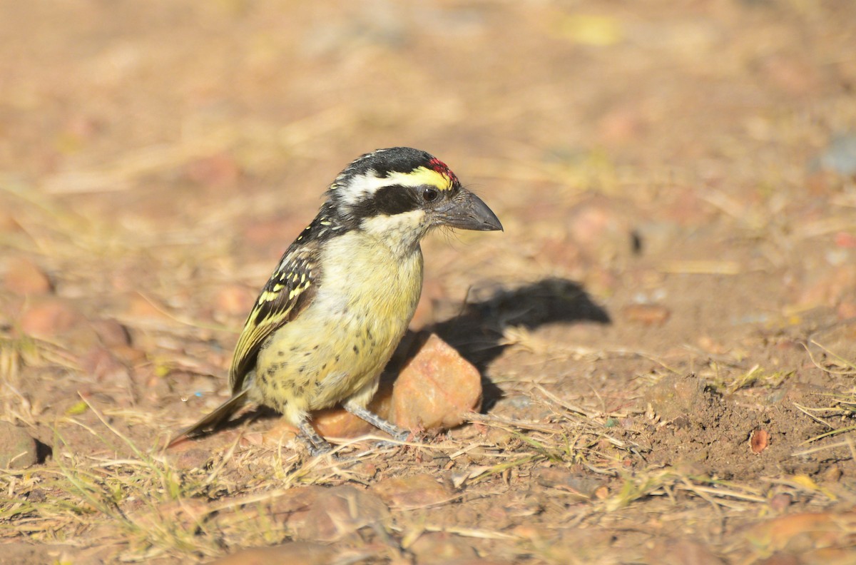 Red-fronted Barbet - ML169774271
