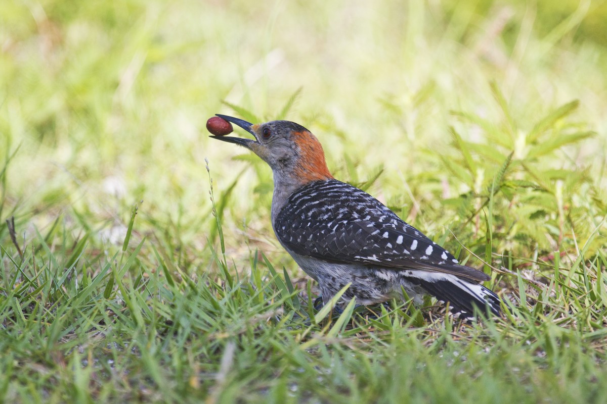 Red-bellied Woodpecker - ML169775131