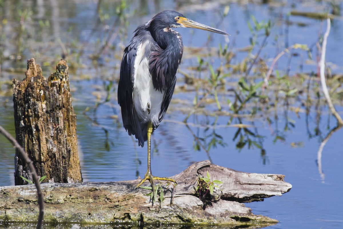 Tricolored Heron - Liam Wolff