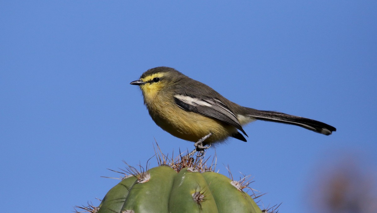 Greater Wagtail-Tyrant (Greater) - ML169779621