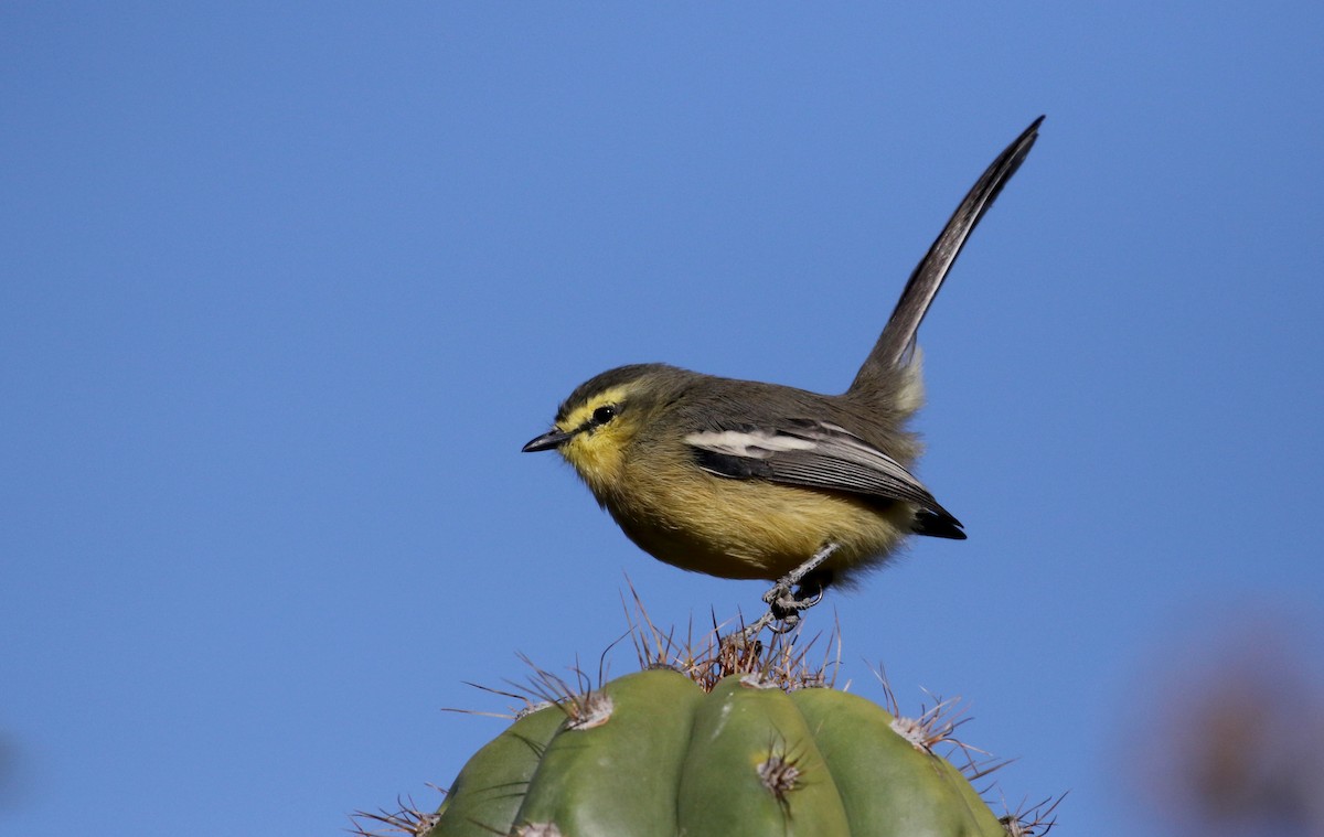 Greater Wagtail-Tyrant (Greater) - ML169779701