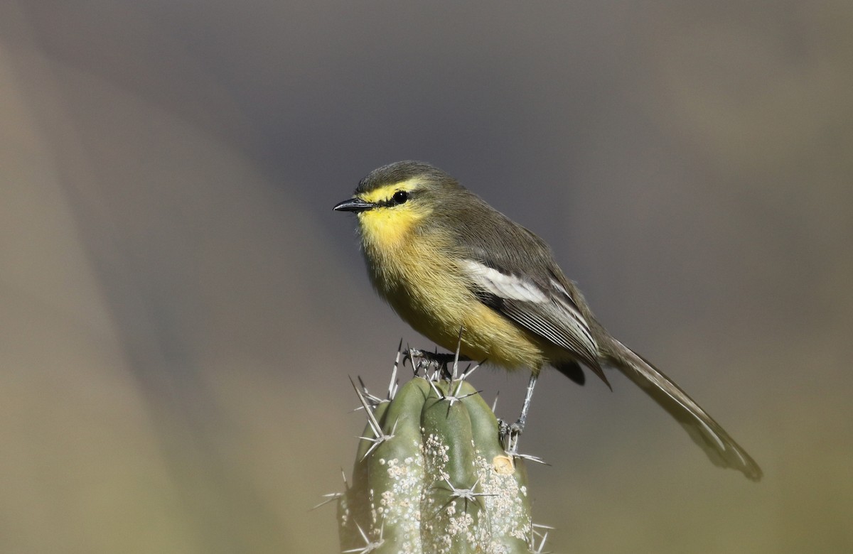 Greater Wagtail-Tyrant (Greater) - Jay McGowan