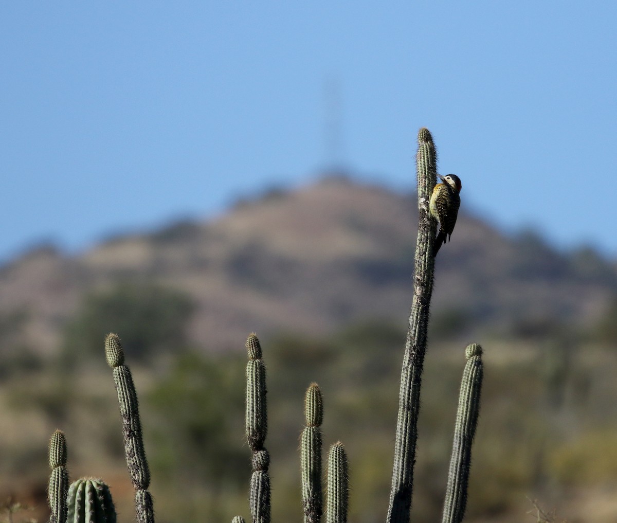 Green-barred Woodpecker (Golden-breasted) - Jay McGowan