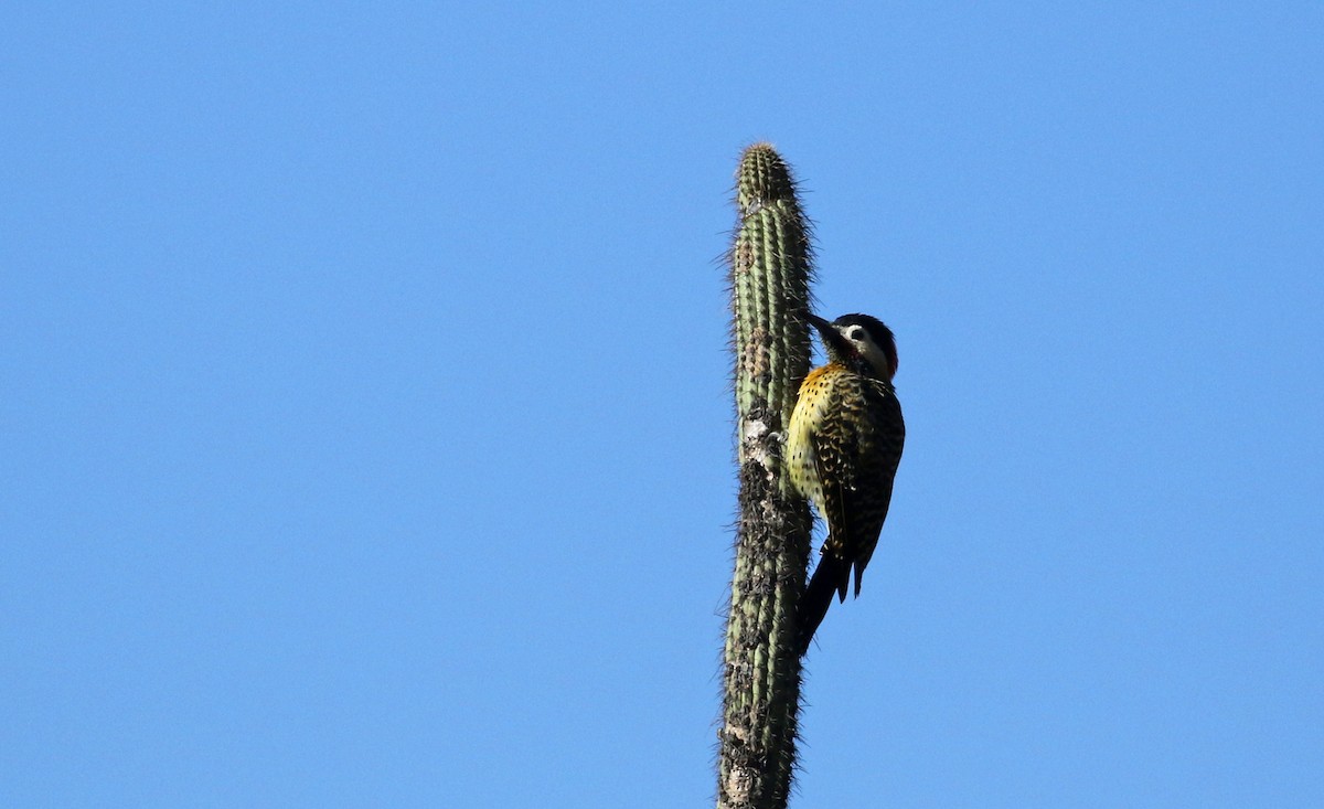Green-barred Woodpecker (Golden-breasted) - ML169781231