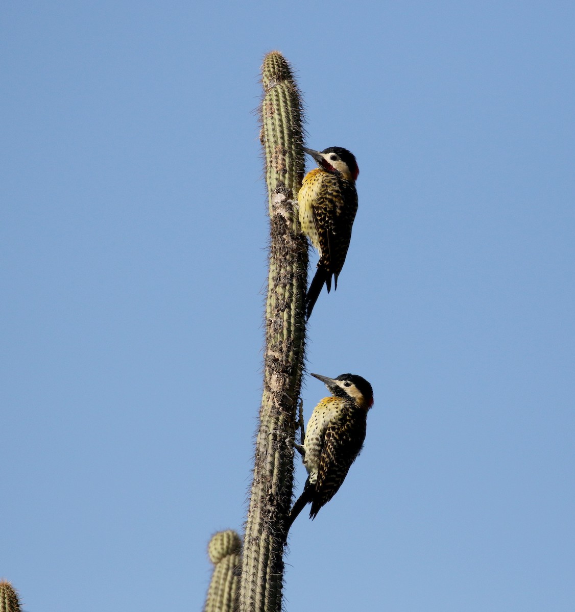 Green-barred Woodpecker (Golden-breasted) - ML169781291
