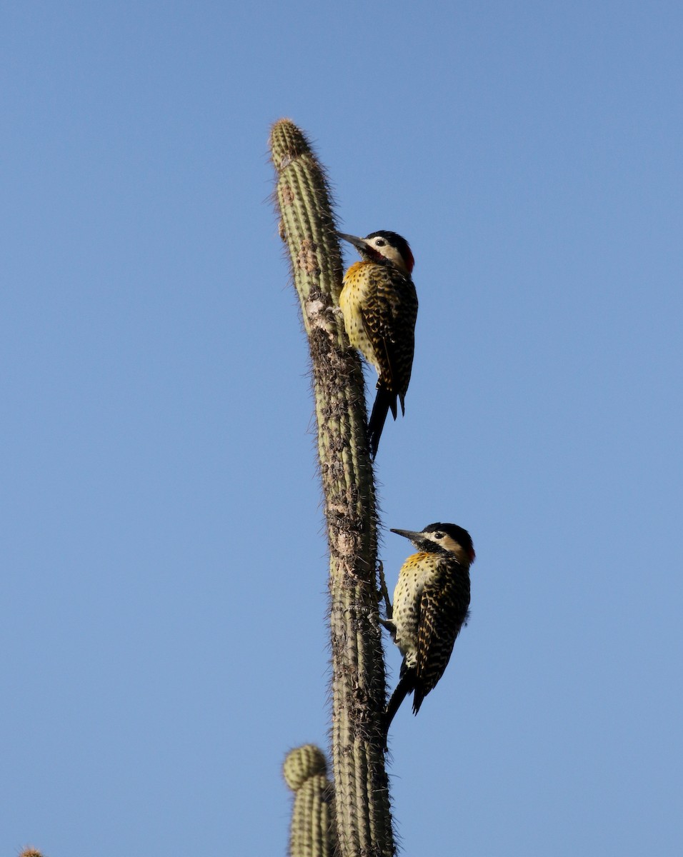 Green-barred Woodpecker (Golden-breasted) - Jay McGowan