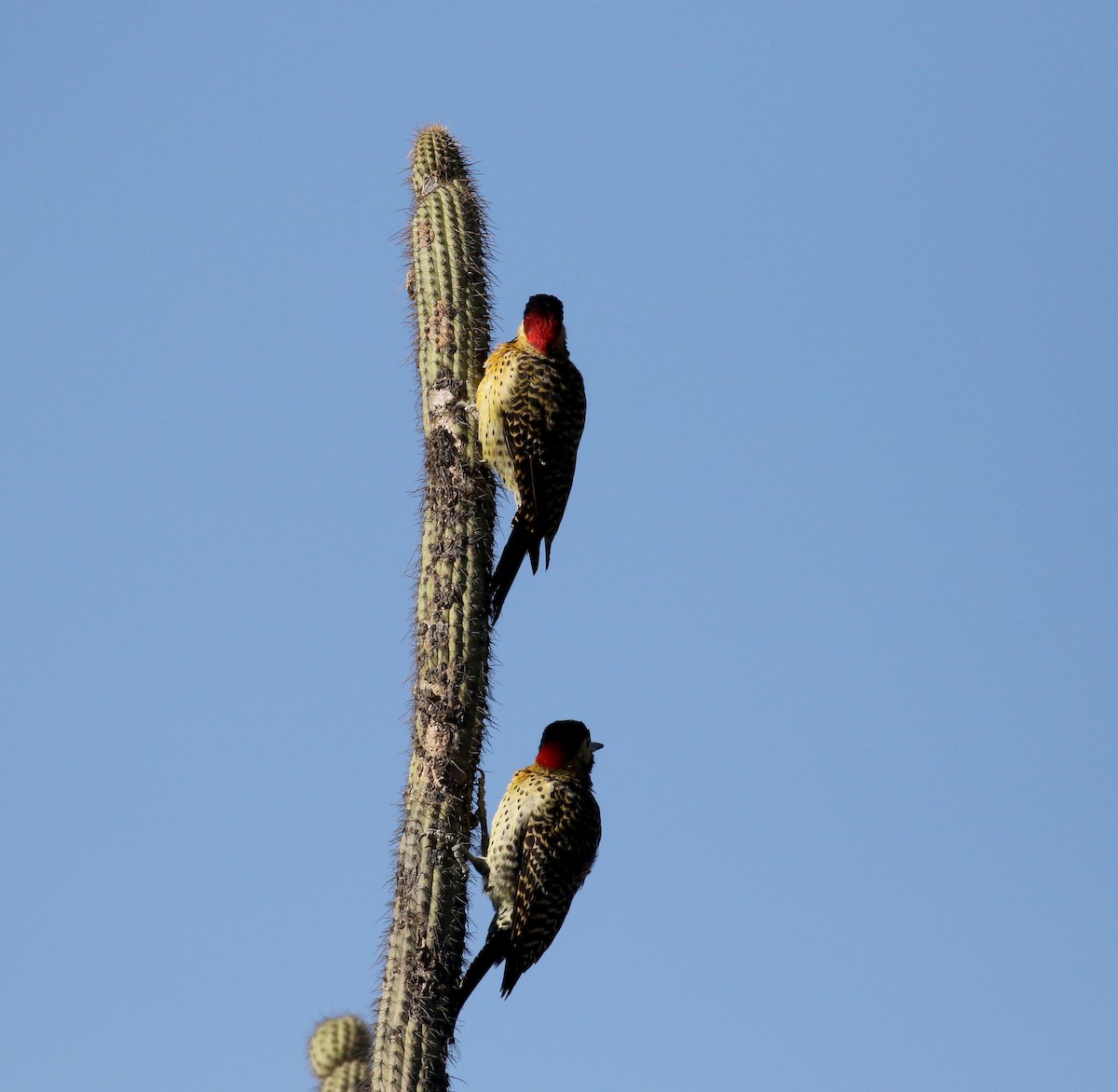 Green-barred Woodpecker (Golden-breasted) - ML169781311
