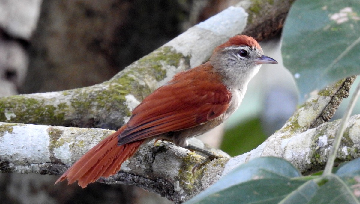 Rusty-backed Spinetail - ML169782281