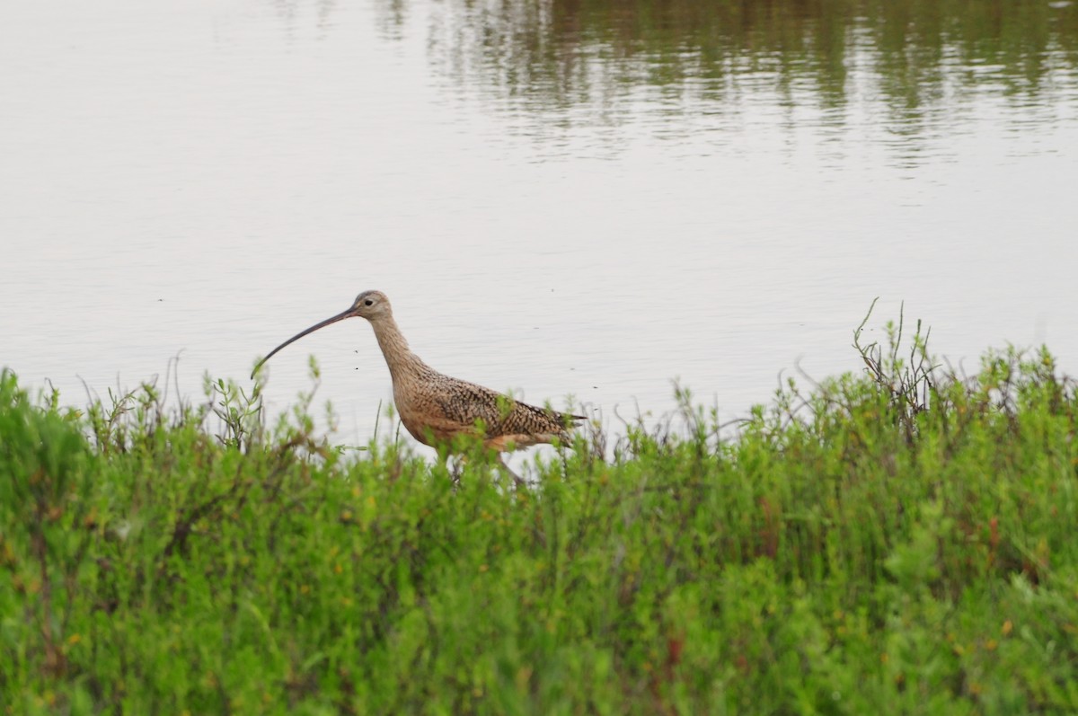 Long-billed Curlew - Sue Riffe
