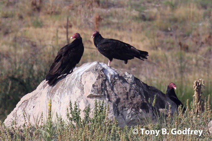 Turkey Vulture - Tony Godfrey
