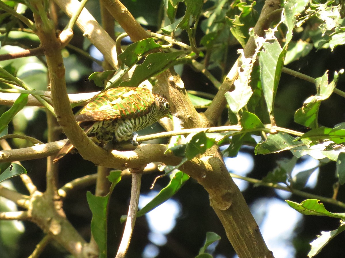 African Emerald Cuckoo - ML169785761