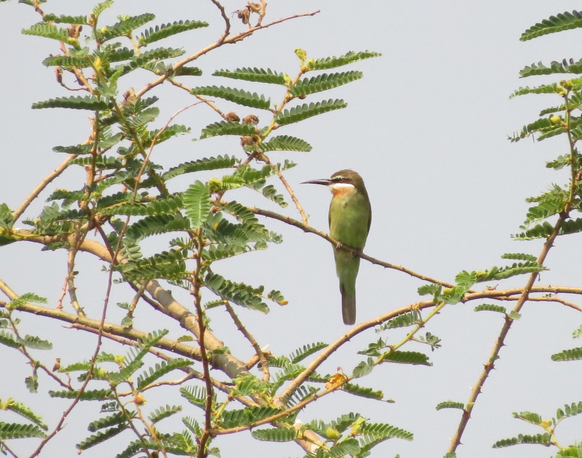 Madagascar Bee-eater - ML169786371