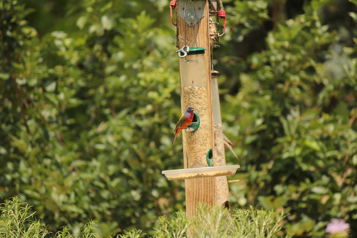 Painted Bunting - Reed Gorner