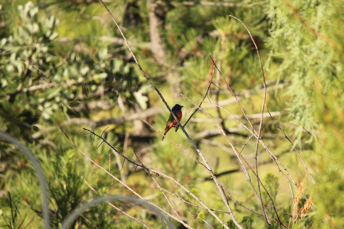 Painted Bunting - ML169786801