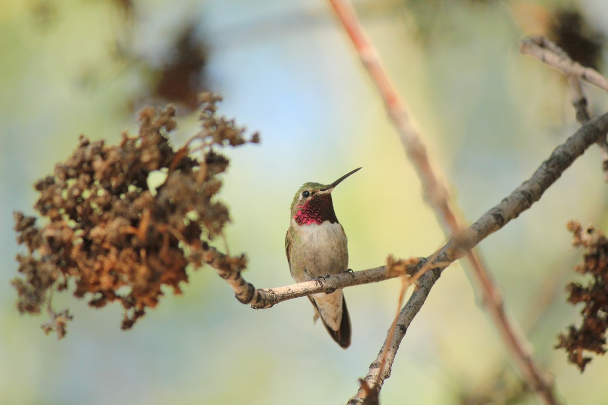 Broad-tailed Hummingbird - ML169786871