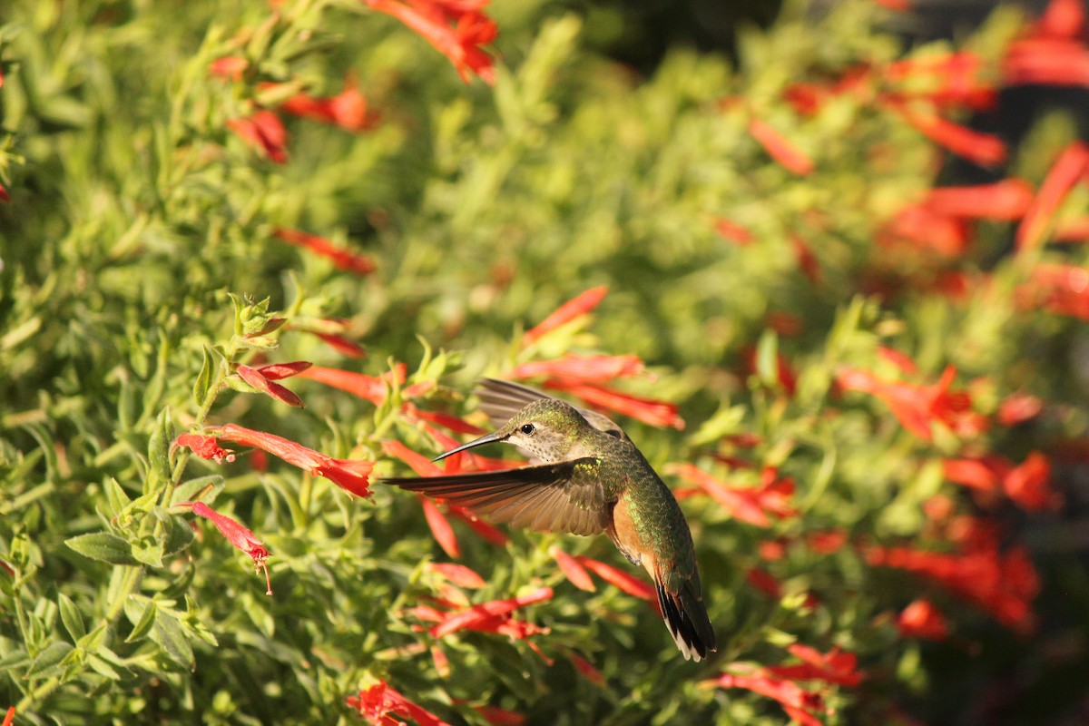 Broad-tailed Hummingbird - ML169786981