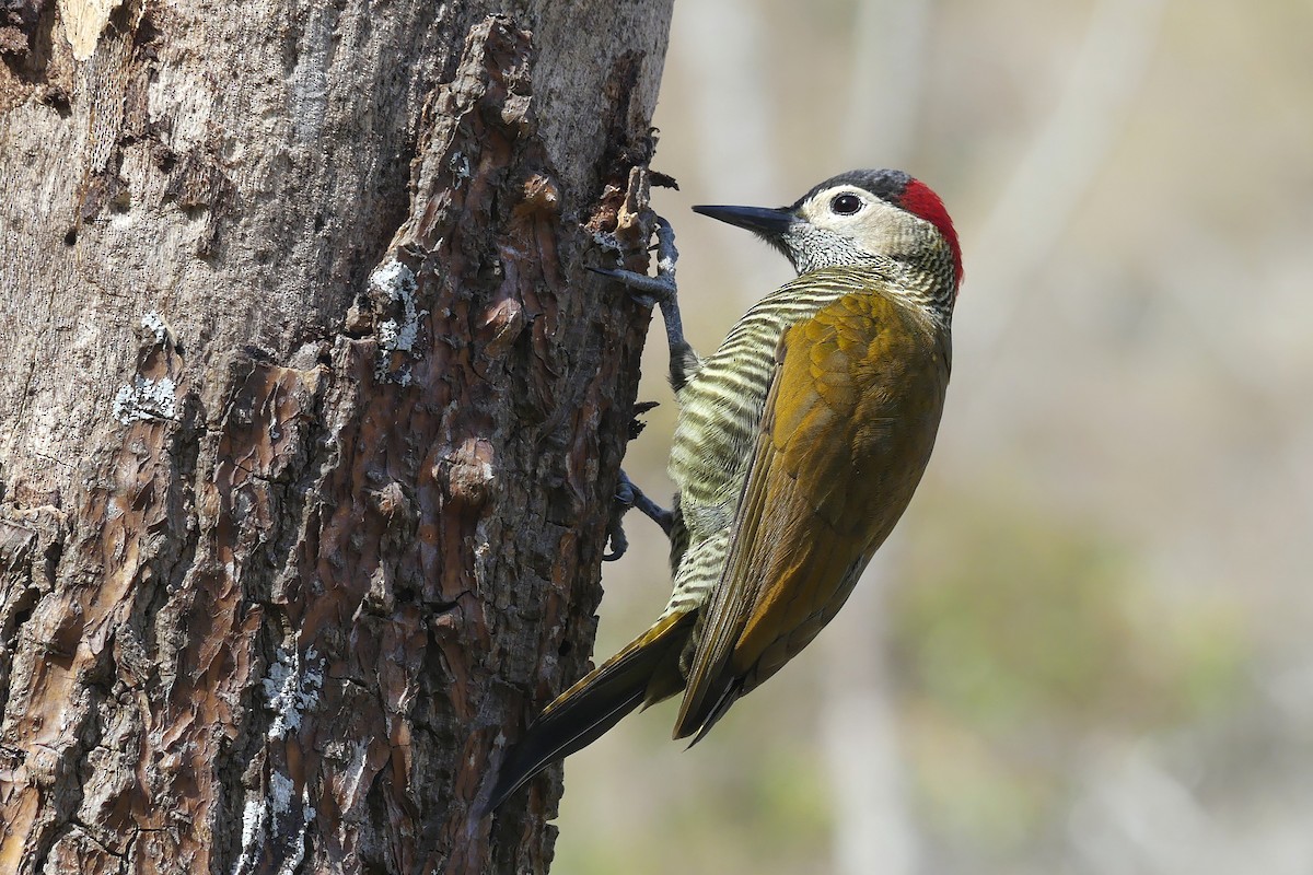 Golden-olive Woodpecker - ML169788371