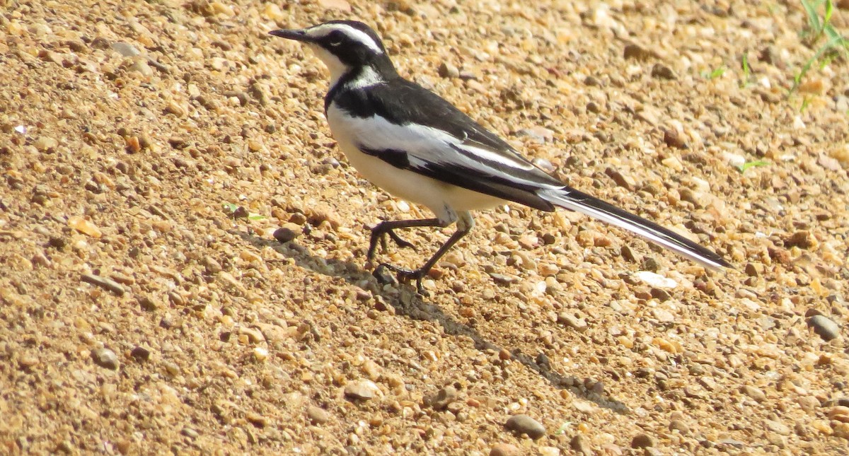 African Pied Wagtail - ML169788421