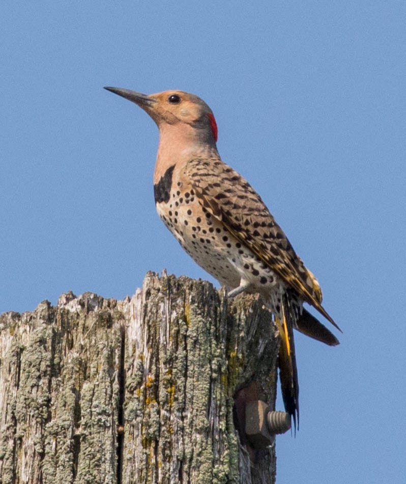 Northern Flicker (Yellow-shafted) - Glenn Berry