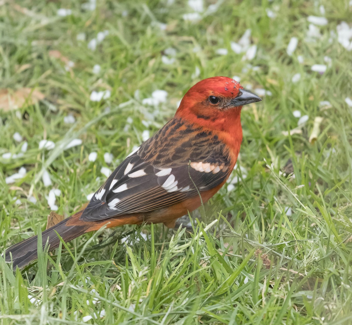 Flame-colored Tanager - ML169792911