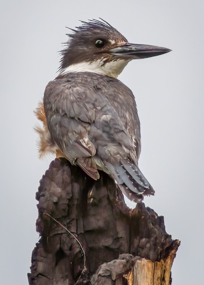 Belted Kingfisher - ML169793881