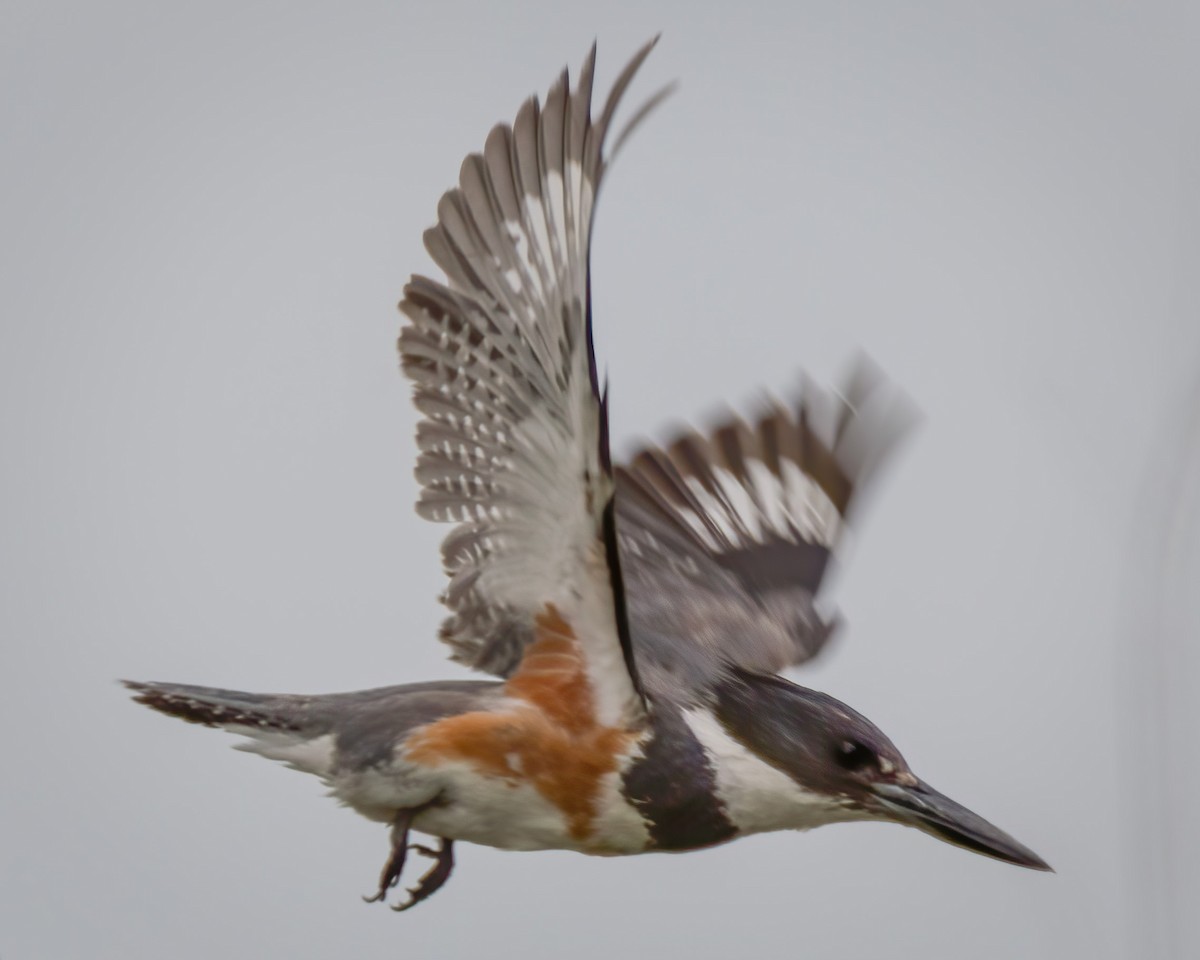 Belted Kingfisher - ML169793891