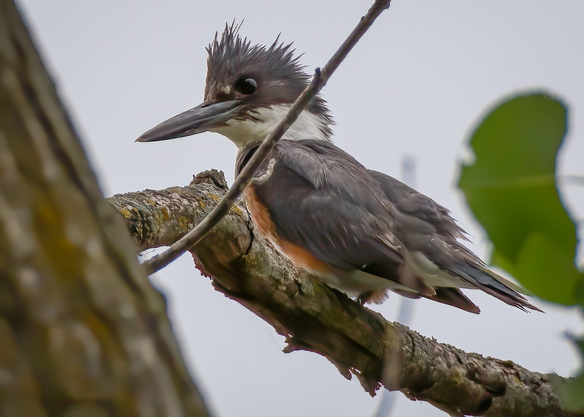 Belted Kingfisher - ML169793901