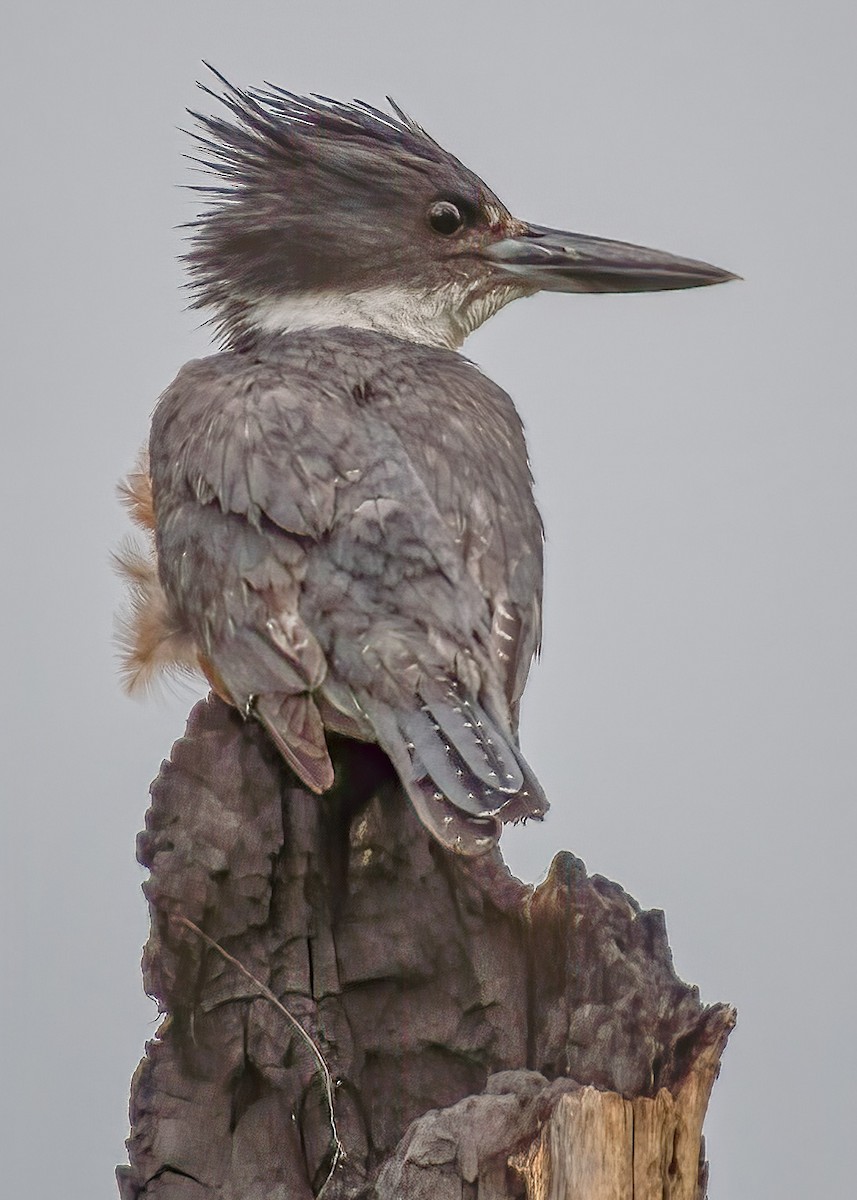 Belted Kingfisher - ML169793911