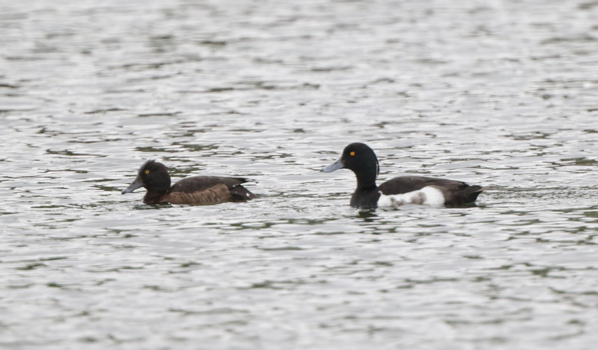 Tufted Duck - ML169798271