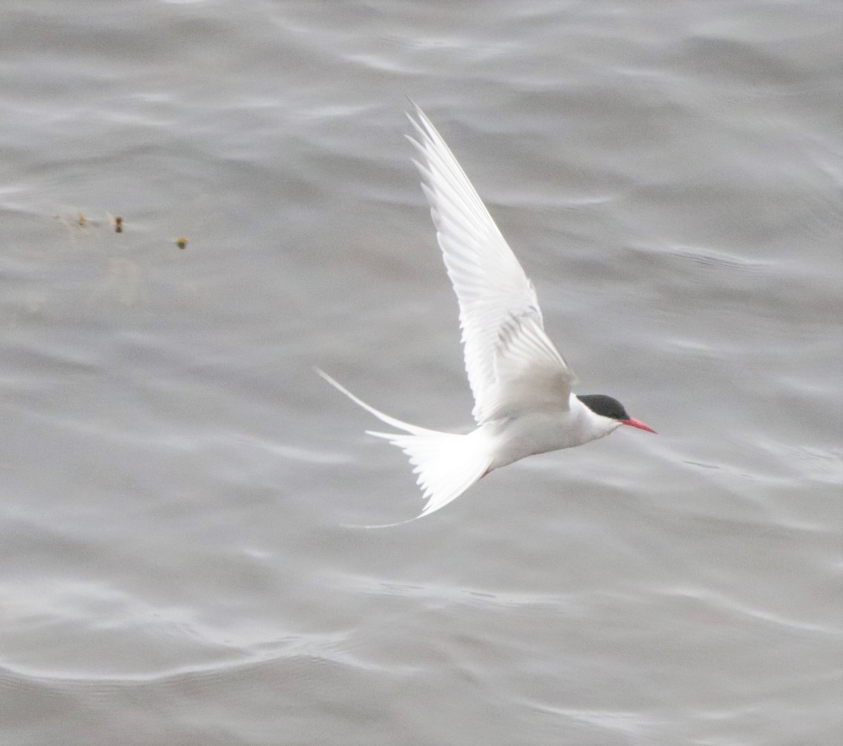 Arctic Tern - Ian Halliday