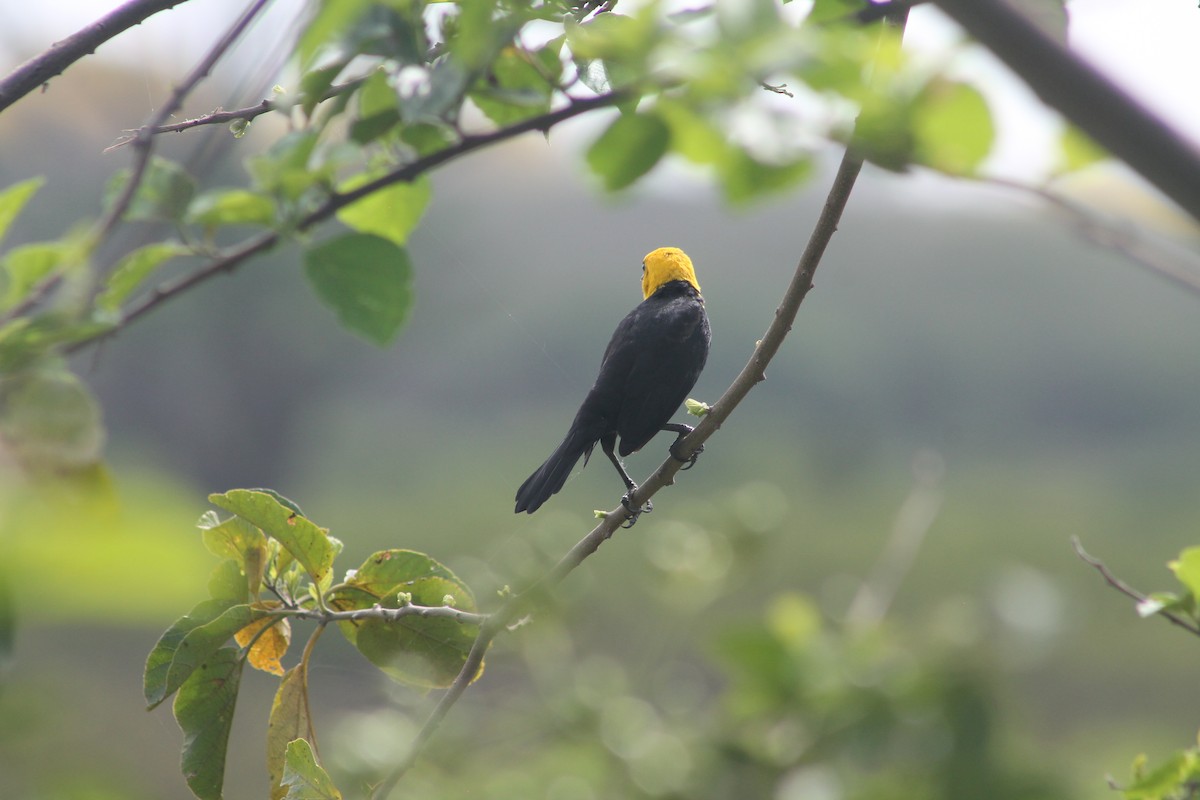 Yellow-hooded Blackbird - ANDERSON JHOVANY ROSADO GOMEZ