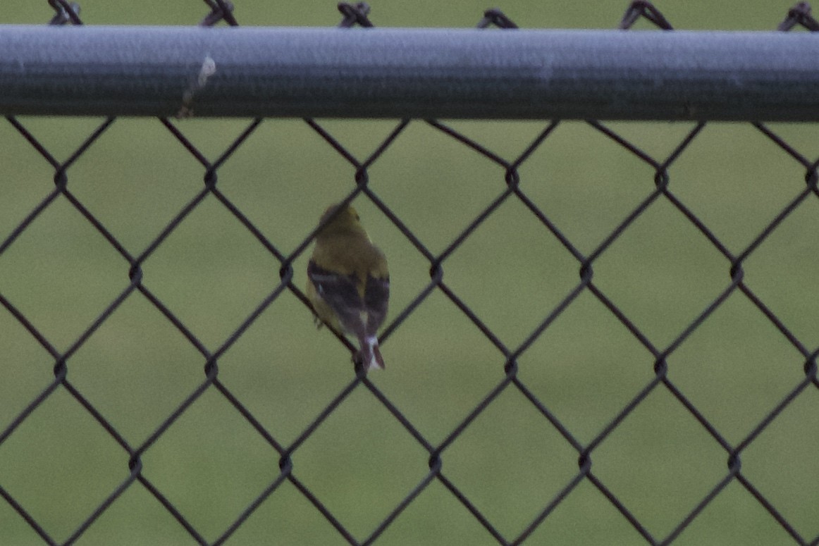 American Goldfinch - Josiah Verbrugge