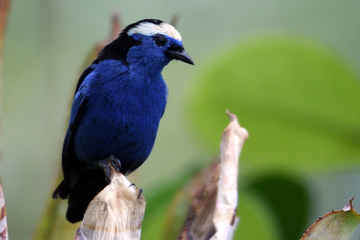 Opal-crowned Tanager - ML169815411