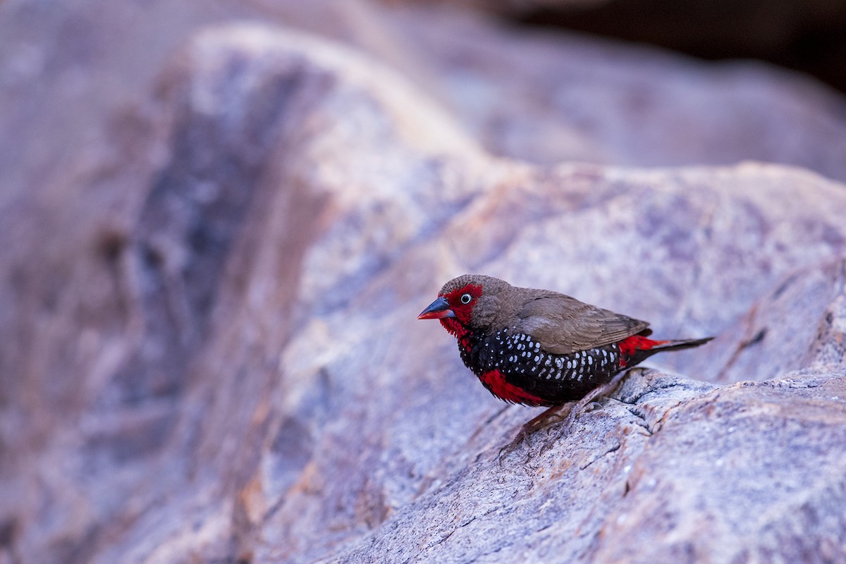 Painted Firetail - ML169818791