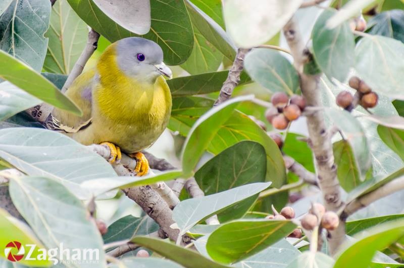 Yellow-footed Green-Pigeon - Zagham  Awan