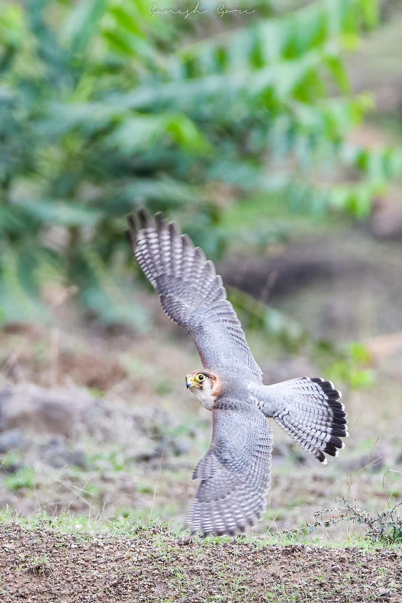 Red-necked Falcon - Ganesh Gore