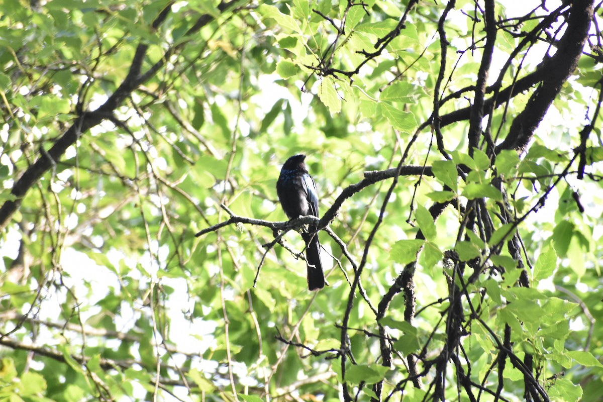 Lesser Racket-tailed Drongo - ML169826171
