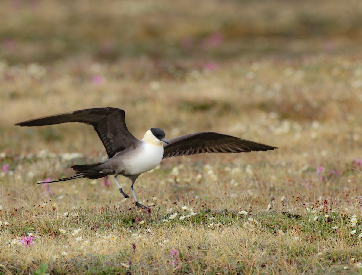 Long-tailed Jaeger - ML169831151