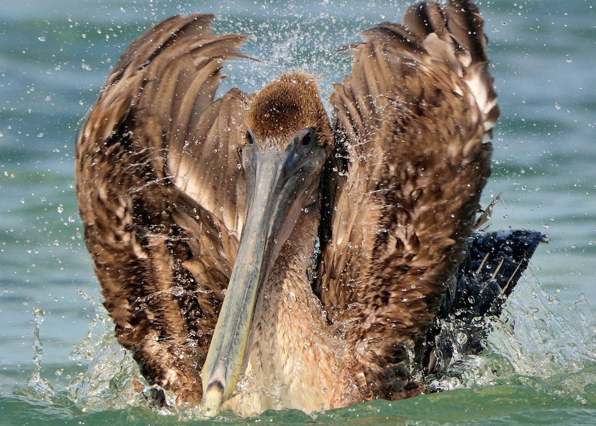 pelikán hnědý - ML169831331