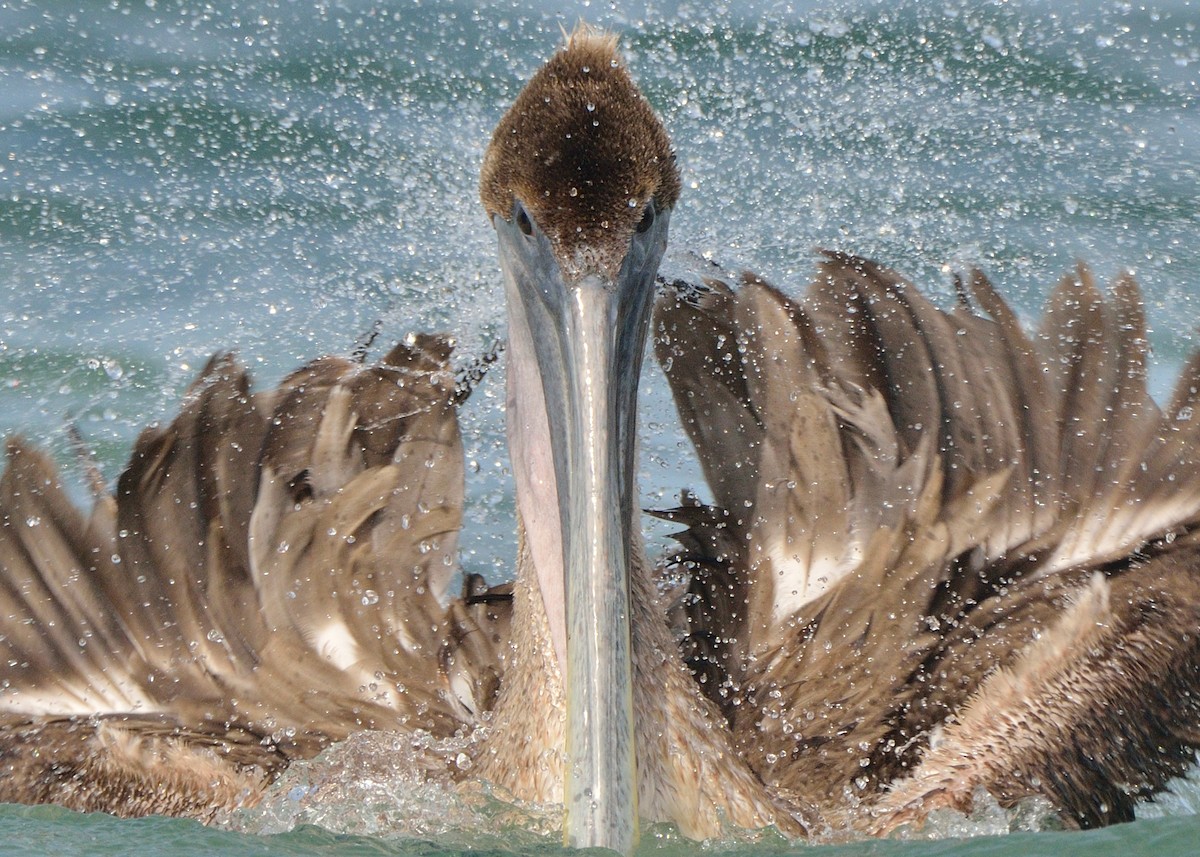 pelikán hnědý - ML169831341