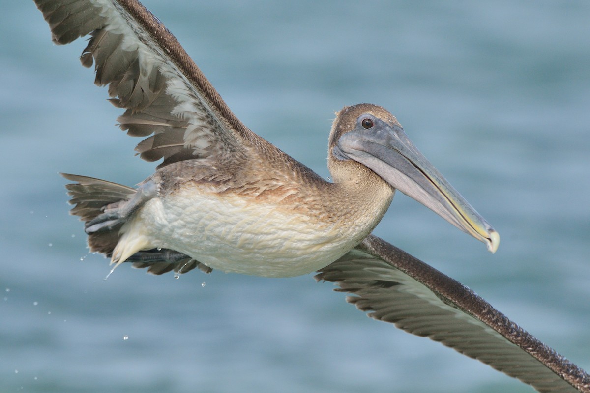 Brown Pelican - Michiel Oversteegen