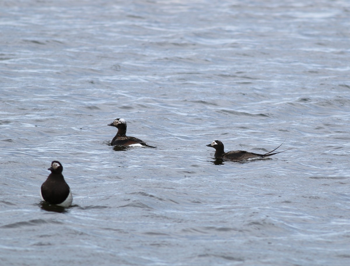 Long-tailed Duck - ML169831791