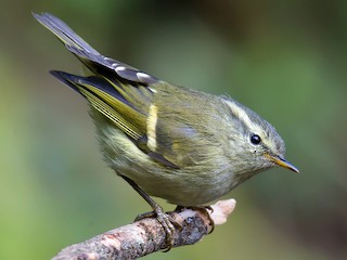  - Buff-barred Warbler