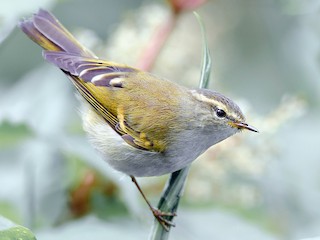  - Buff-barred Warbler