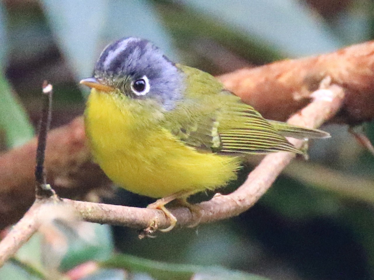 白眶鶲鶯 Ebird