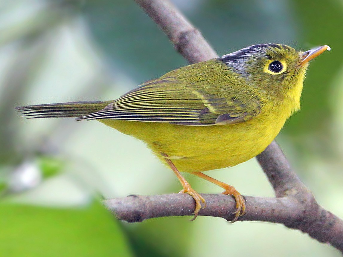白眶鶲鶯 Ebird