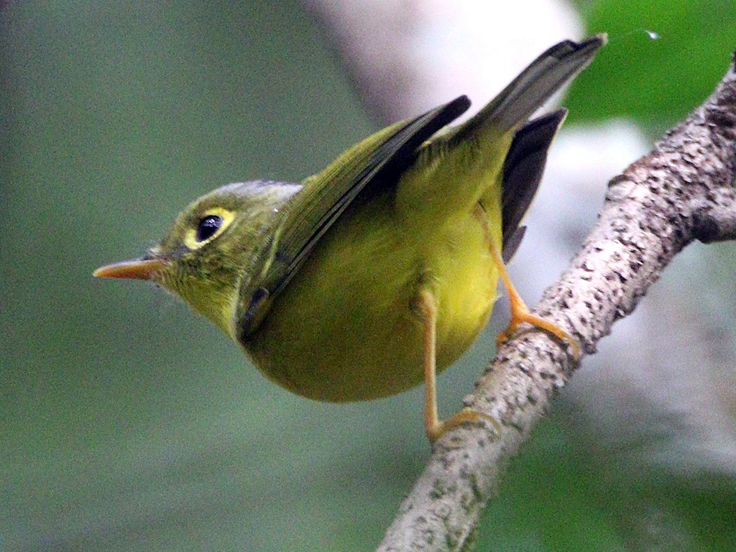 白眶鶲鶯 Ebird